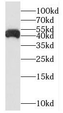 NUDT19 Antibody - BSA Free