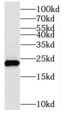NUDT10 Antibody - BSA Free