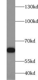 NT5C2 Antibody - BSA Free