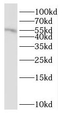 NSBP1 Antibody - BSA Free