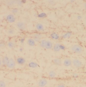 NRSN2 Antibody - BSA Free
