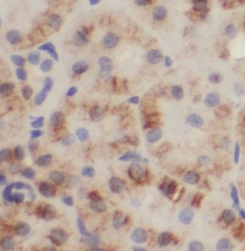 Nardilysin Antibody - BSA Free