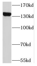 Nardilysin Antibody - BSA Free