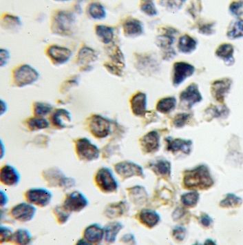 Nucleoplasmin-3 Antibody - BSA Free