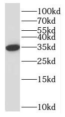 NPL Antibody - BSA Free