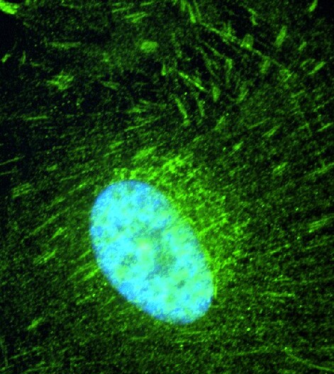IQCB1 Antibody - BSA Free