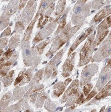 NPHP4 Antibody - BSA Free