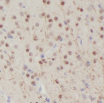 NPAS1 Antibody - BSA Free