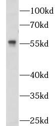 NOSTRIN Antibody - BSA Free