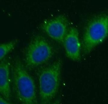 NOSTRIN Antibody - BSA Free
