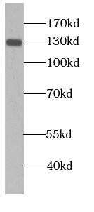 NOMO2 Antibody - BSA Free