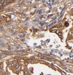 NOMO2 Antibody - BSA Free