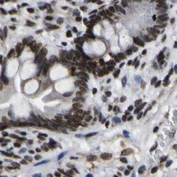 NOMO1 Antibody - BSA Free