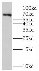 NOL4 Antibody - BSA Free