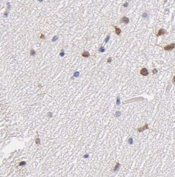NKX1-2 Antibody - BSA Free