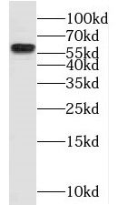 NKD2 Antibody - BSA Free