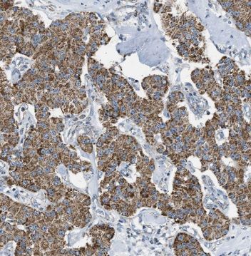 NIPSNAP3A Antibody - BSA Free