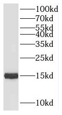 NHP2L1 Antibody - BSA Free