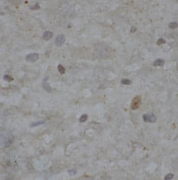NHP2L1 Antibody - BSA Free