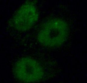 NHP2 Antibody - BSA Free
