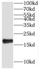 NHP2 Antibody - BSA Free