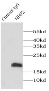 NHP2 Antibody - BSA Free