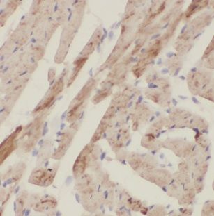 NHLRC1 Antibody - BSA Free