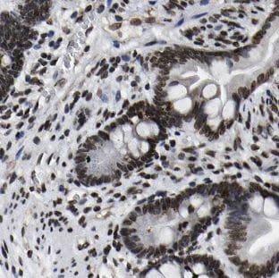 NGX6 Antibody - BSA Free