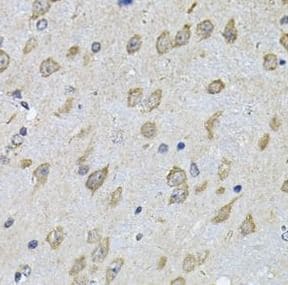 NFU1 iron-sulfur cluster scaffold homolog Antibody - BSA Free