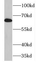 IKB zeta Antibody - BSA Free
