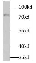 NRF3 Antibody - BSA Free