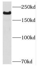 NAV1 Antibody - BSA Free