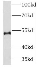NEUROD4 Antibody - BSA Free