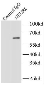 NEURL Antibody - BSA Free
