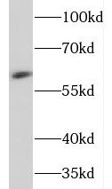 NEURL Antibody - BSA Free