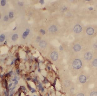 NEU4 Antibody - BSA Free