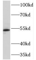 NEU4 Antibody - BSA Free