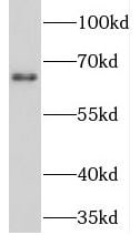 NET1 Antibody - BSA Free