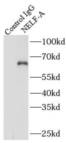 WHSC2 Antibody - BSA Free