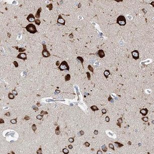 EFCBP2 Antibody - BSA Free
