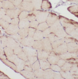Nebulin Antibody - BSA Free