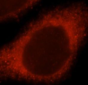 NDUFS7 Antibody - BSA Free