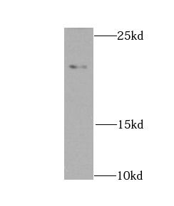 NDUFS7 Antibody - BSA Free