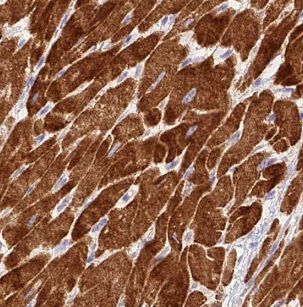 NDUFC1 Antibody - BSA Free