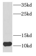 NDUFB3 Antibody - BSA Free