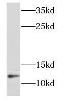 NDUFB2 Antibody - BSA Free