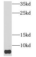 NDUFB1 Antibody - BSA Free