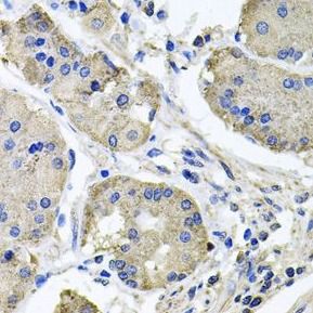 NDUFA6 Antibody - BSA Free