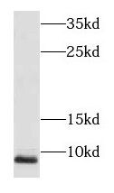 NDUFA3 Antibody - BSA Free