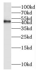 MT-ND2 Antibody - BSA Free